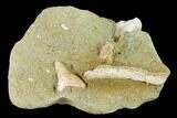 Fossil Shark (Physogaleus) Tooth - Bakersfield, CA #144457-1